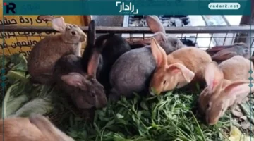 أسعار البط والأرانب البلدي اليوم في أسواق الإسكندرية